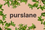 Purslane: An unassuming weed that is loaded with nutrients