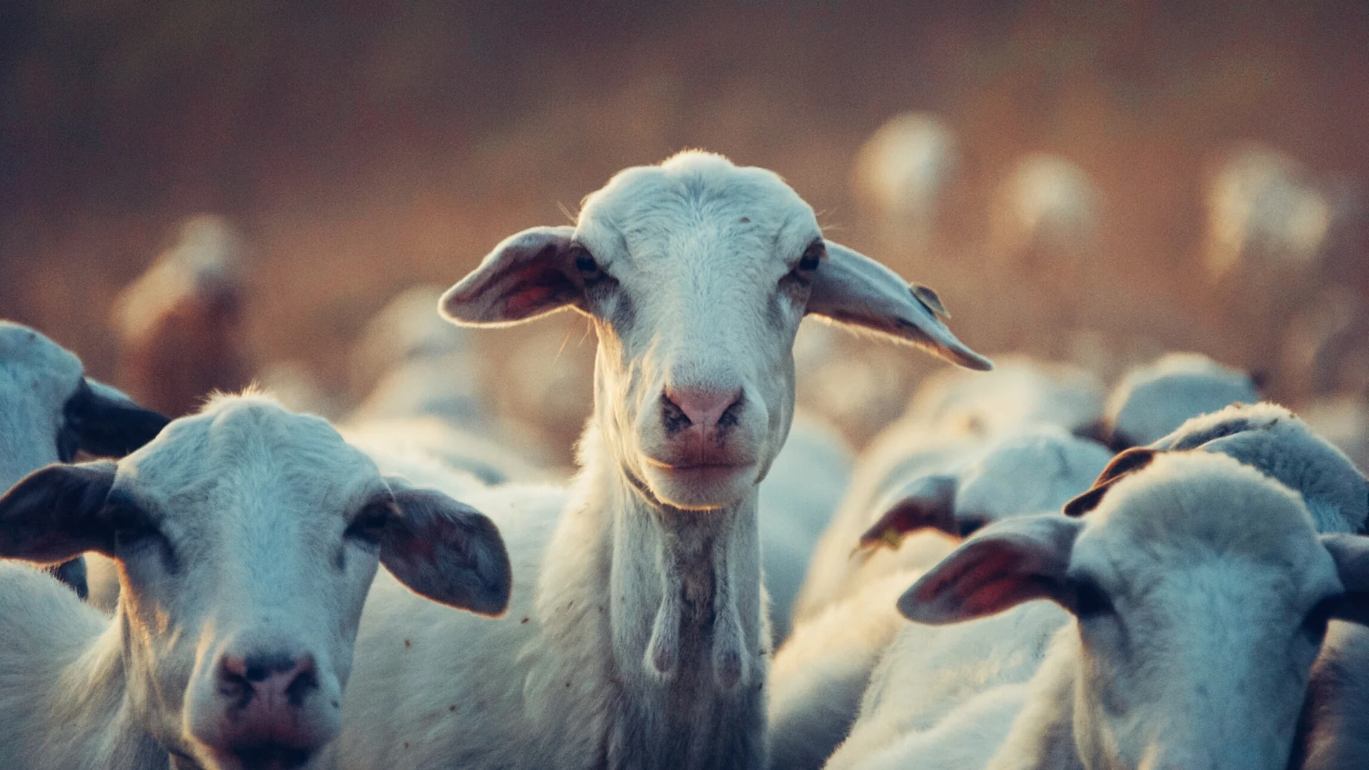 Send in the goats: Toronto to use 'eco-herd' to tackle invasive species