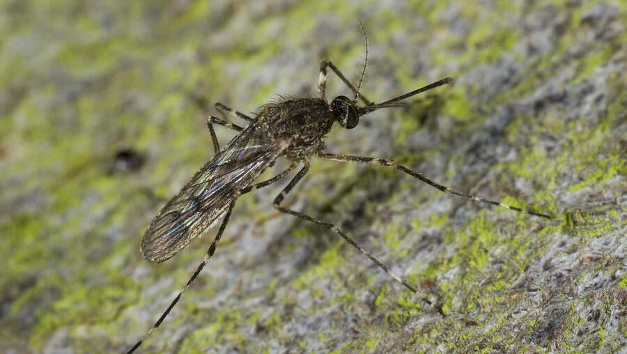 Iceland just lost its mosquito-free status. Here's why