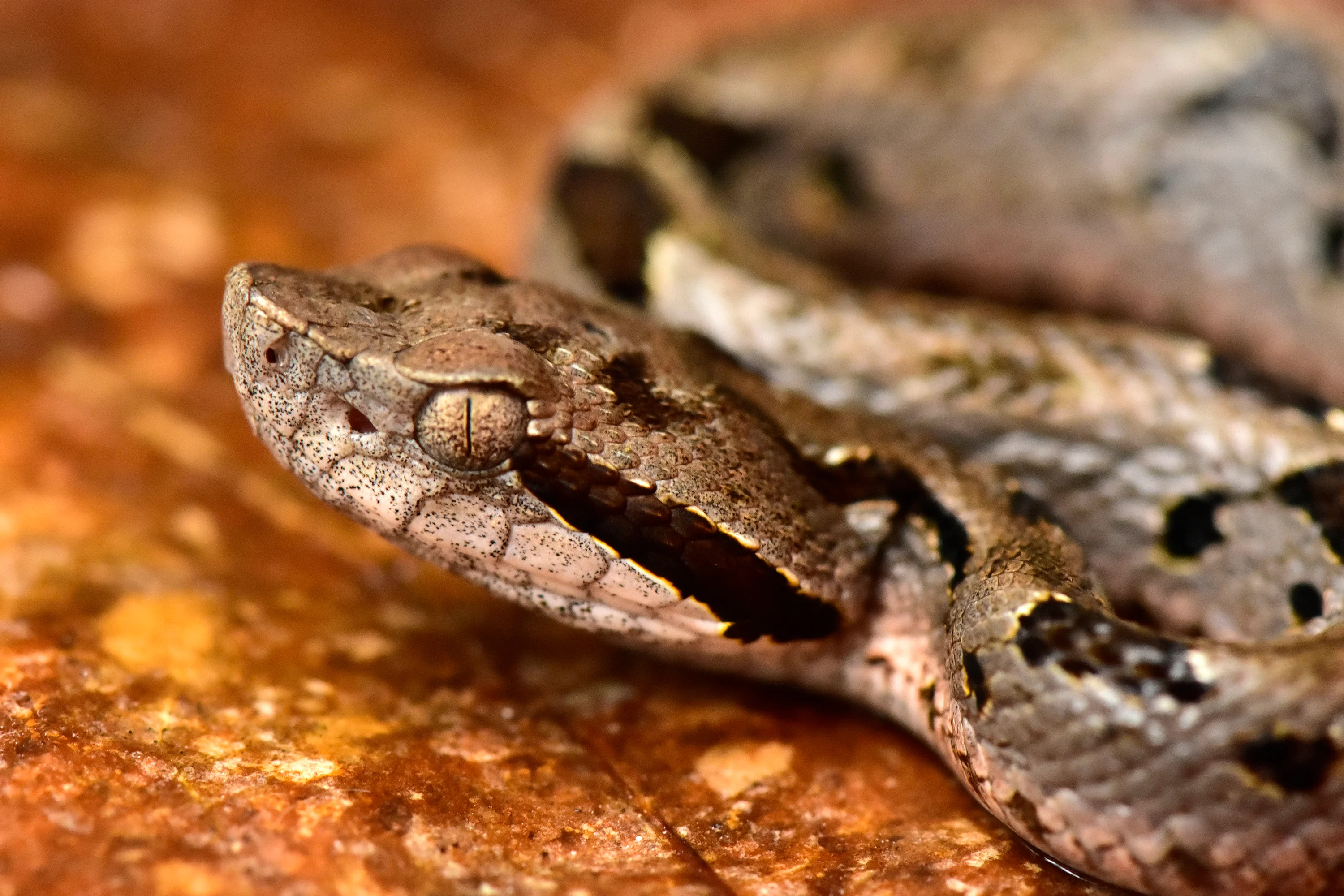 mountain fer-de-lance credit Trond Larsen