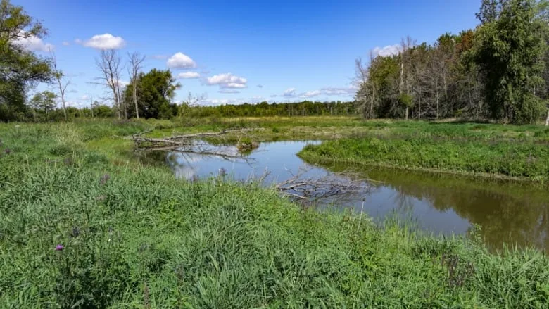 wetland-ottawa-habitat-wildlife