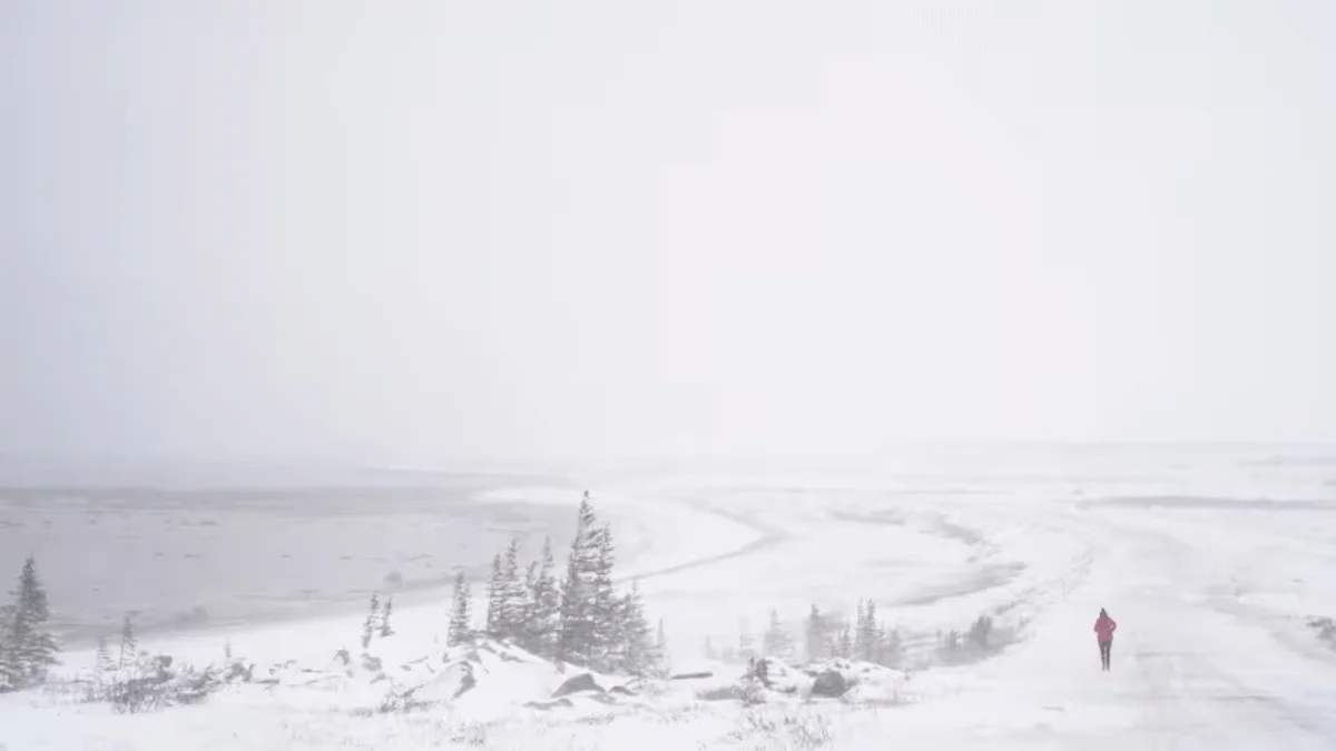 (CBC) Polar bear marathon churchill manitoba
