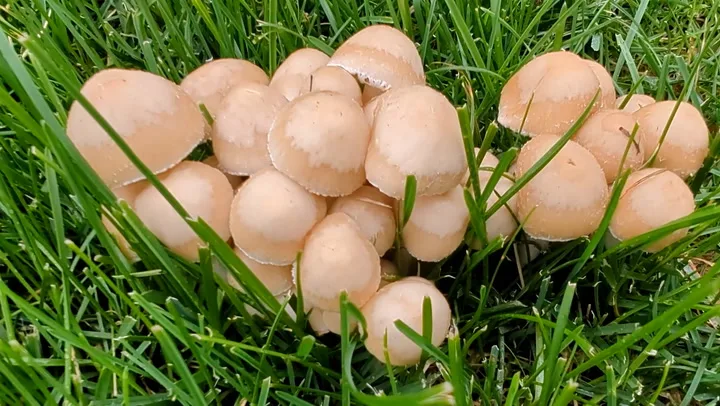 Mushrooms/Rachel Schoutsen/TWN