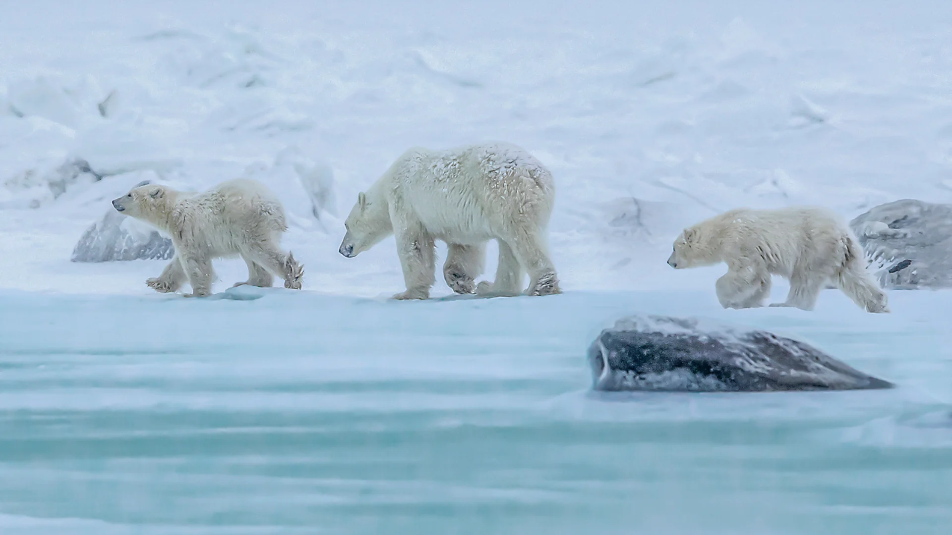 UGC -  polar bears