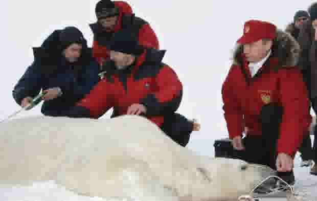 CBC Polar bear getty putin