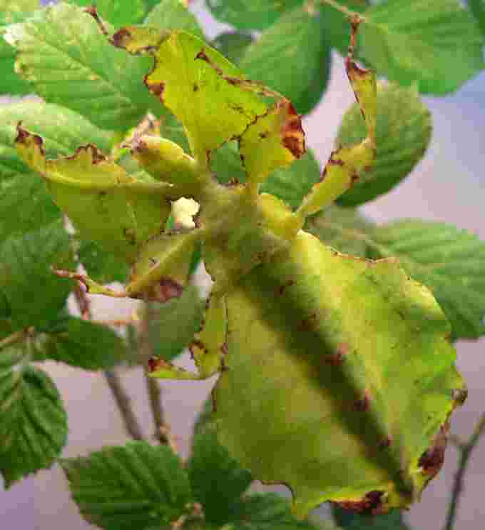 Leaf insect - courtesy Wikimedia Commons