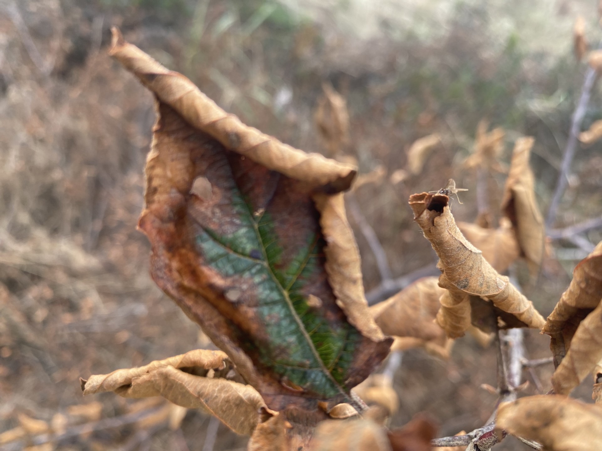 Nathan Coleman: Plant salt burn, dried plant, dead leaf leaves. Sept. 28, 2023. Halifax, Nova Scotia
