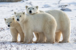 On the ground in Churchill: Polar bears fight for survival as ice disappears