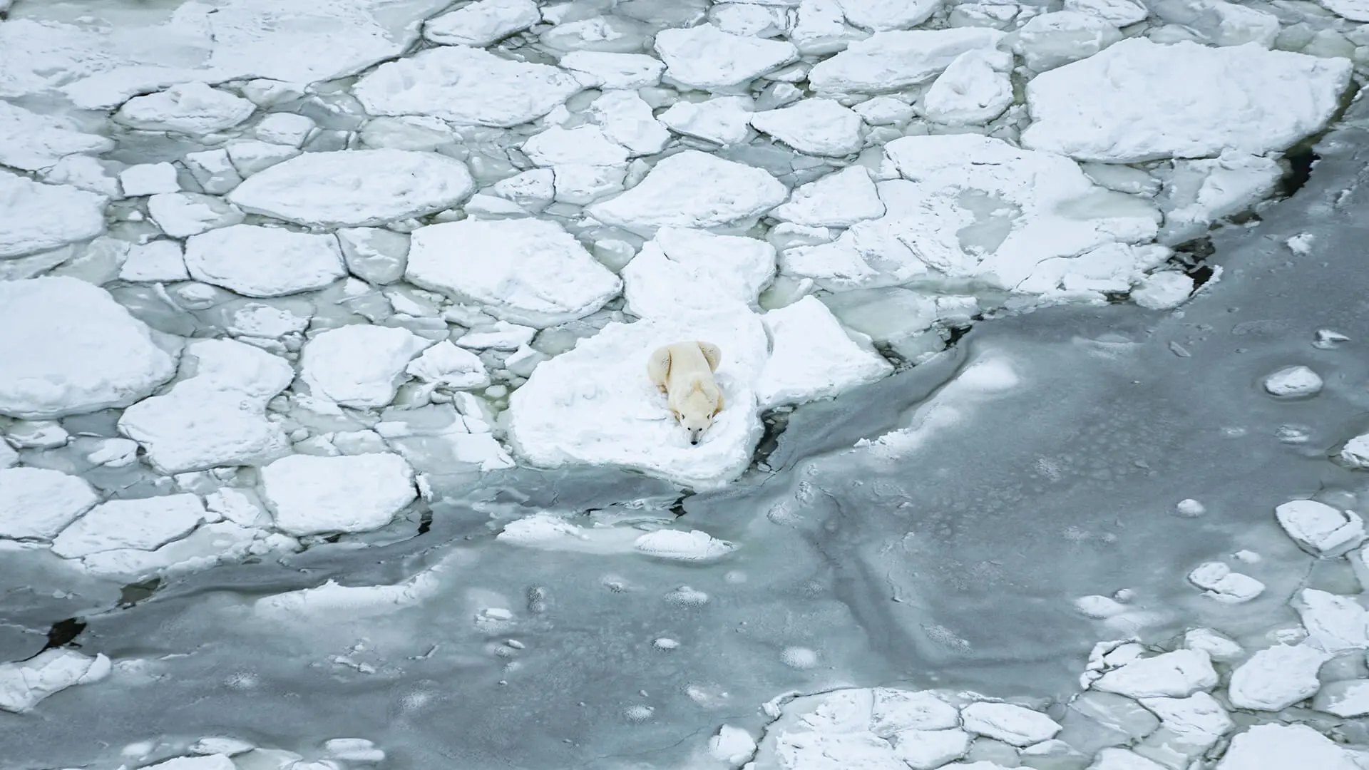 On the ground in Churchill: Polar bears fight for survival as ice disappears