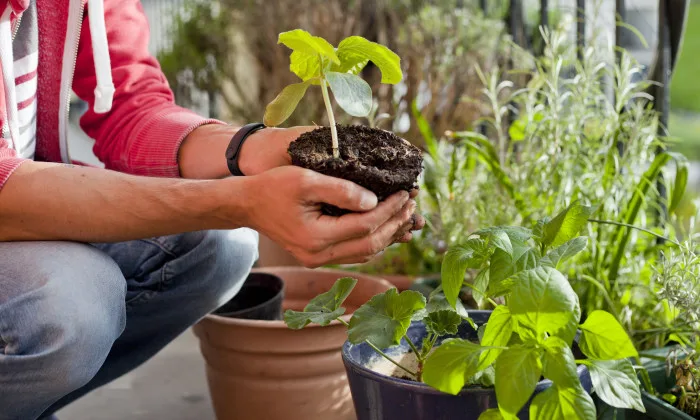 5 conseils simples pour cultiver un jardin d’été sur votre balcon
