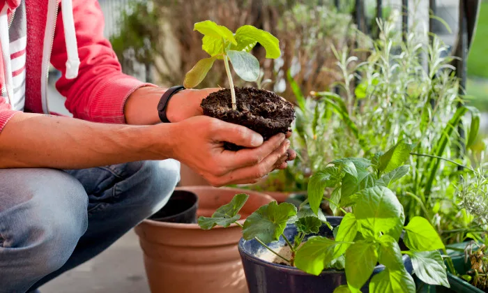 5 conseils simples pour cultiver un jardin d’été sur votre balcon