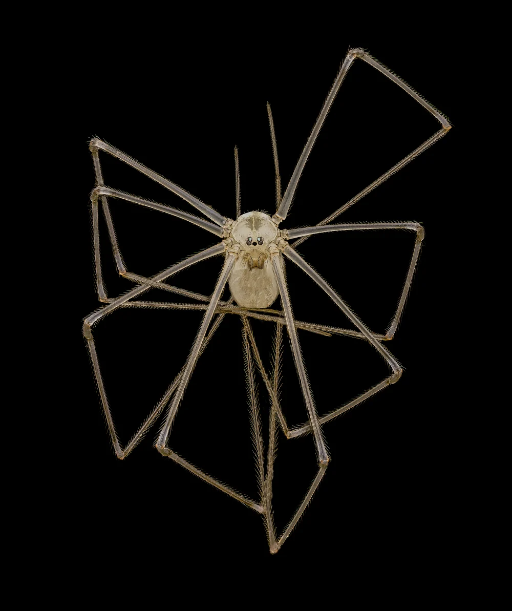 Dr. Andrew Posselt -Nikon - Daddy long legs Spider PNG