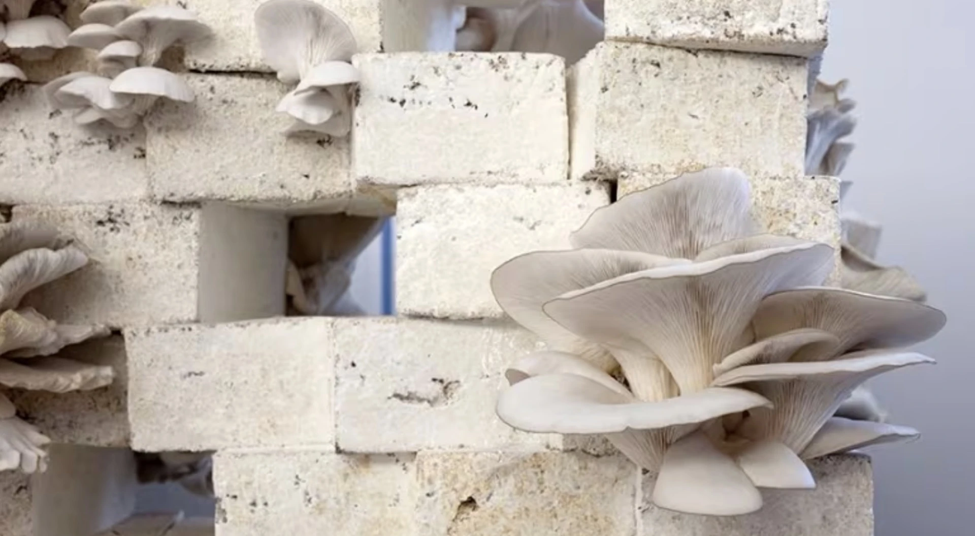 'Living buildings' made of fungi? Could they help us adapt to climate change?