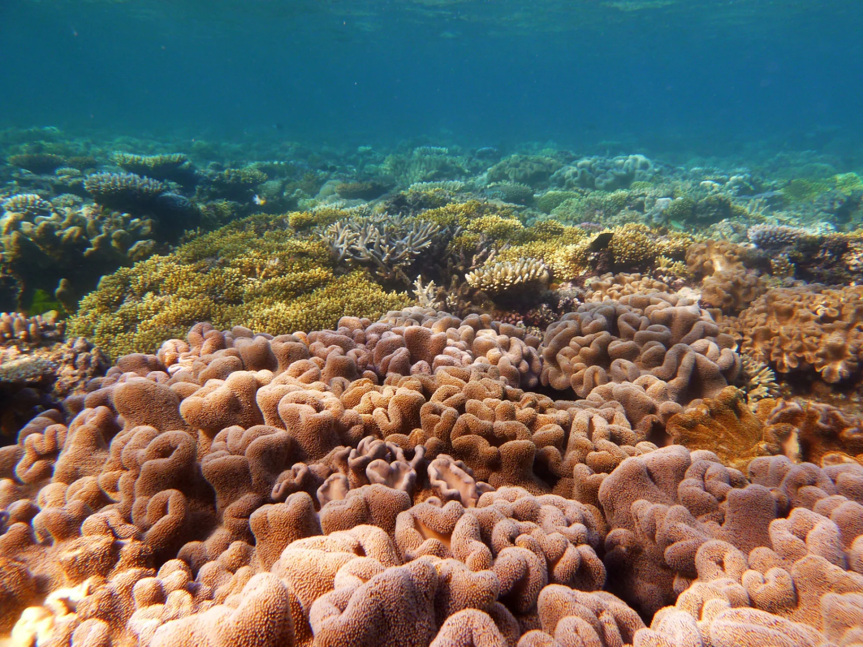 Over 90% of the Great Barrier Reef suffered bleaching in 2022