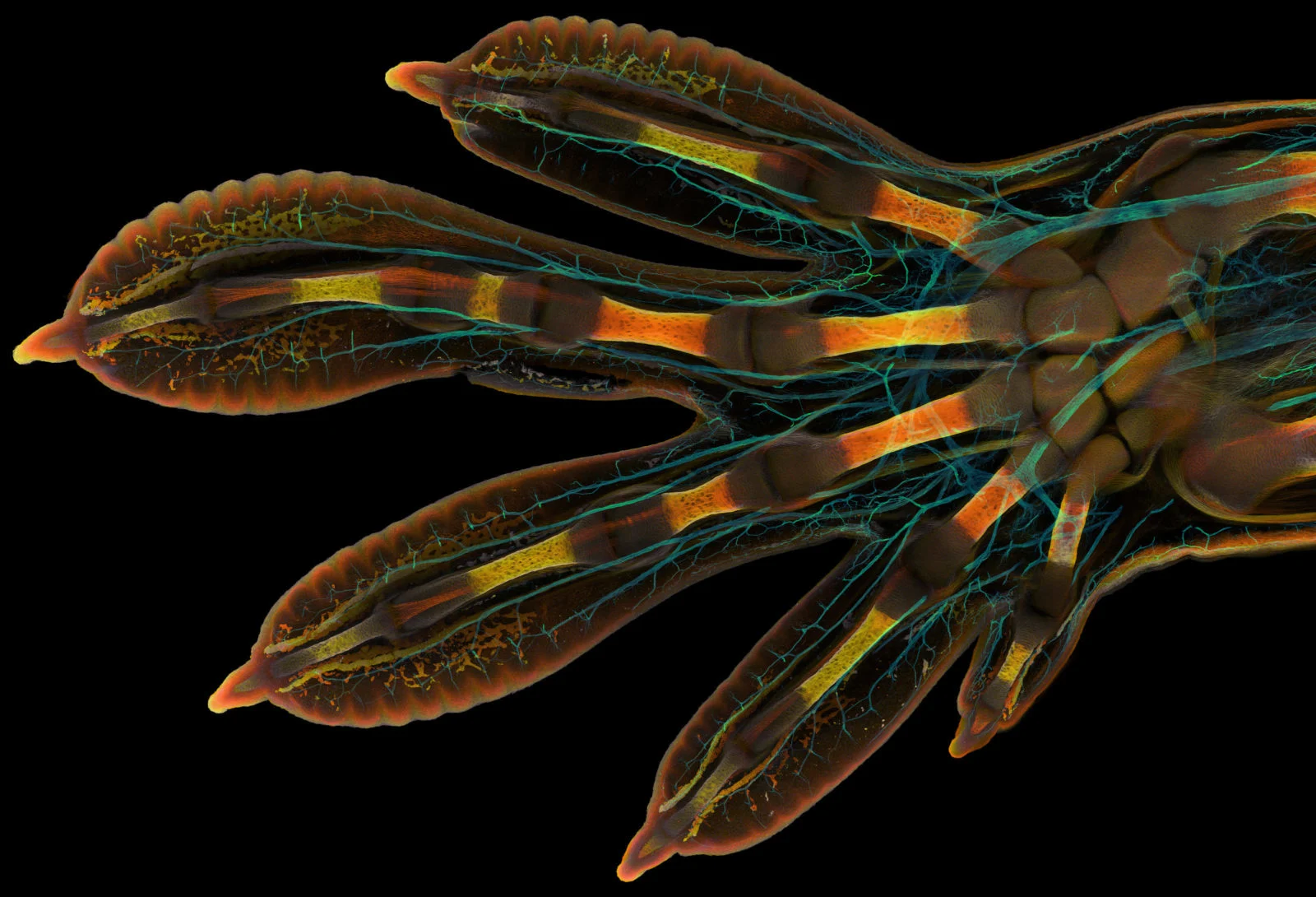 NIKON - Gecko hand