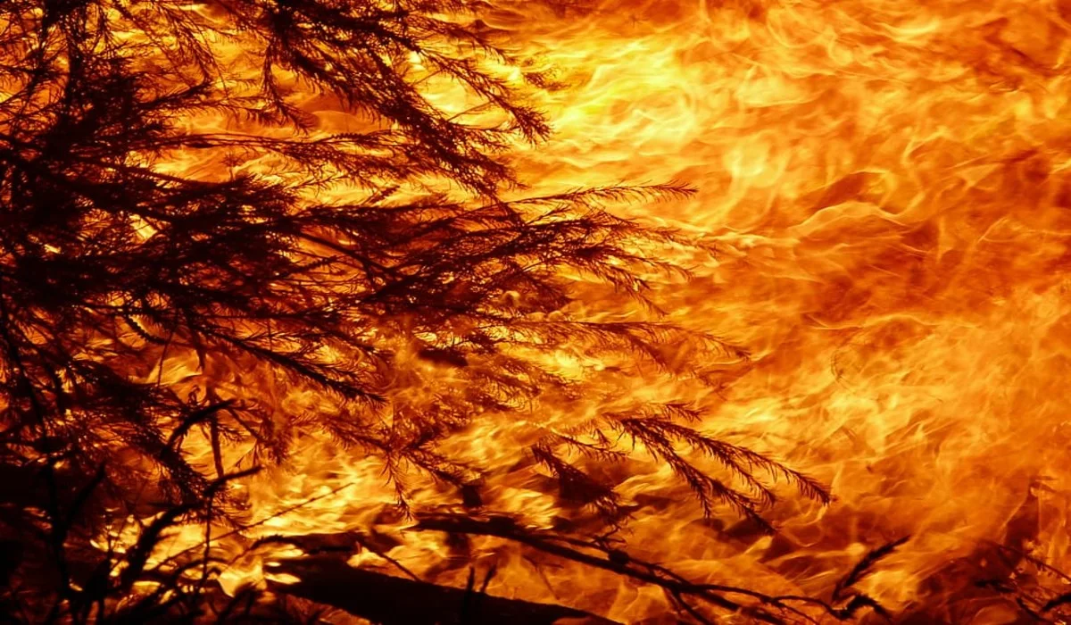 Sydney : les feux de forêt menacent les réserves en eau potable