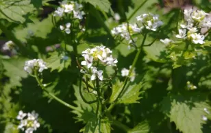 Eating this invasive plant can be beneficial to the environment!
