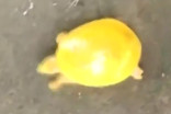 Rare yellow turtle spotted in India