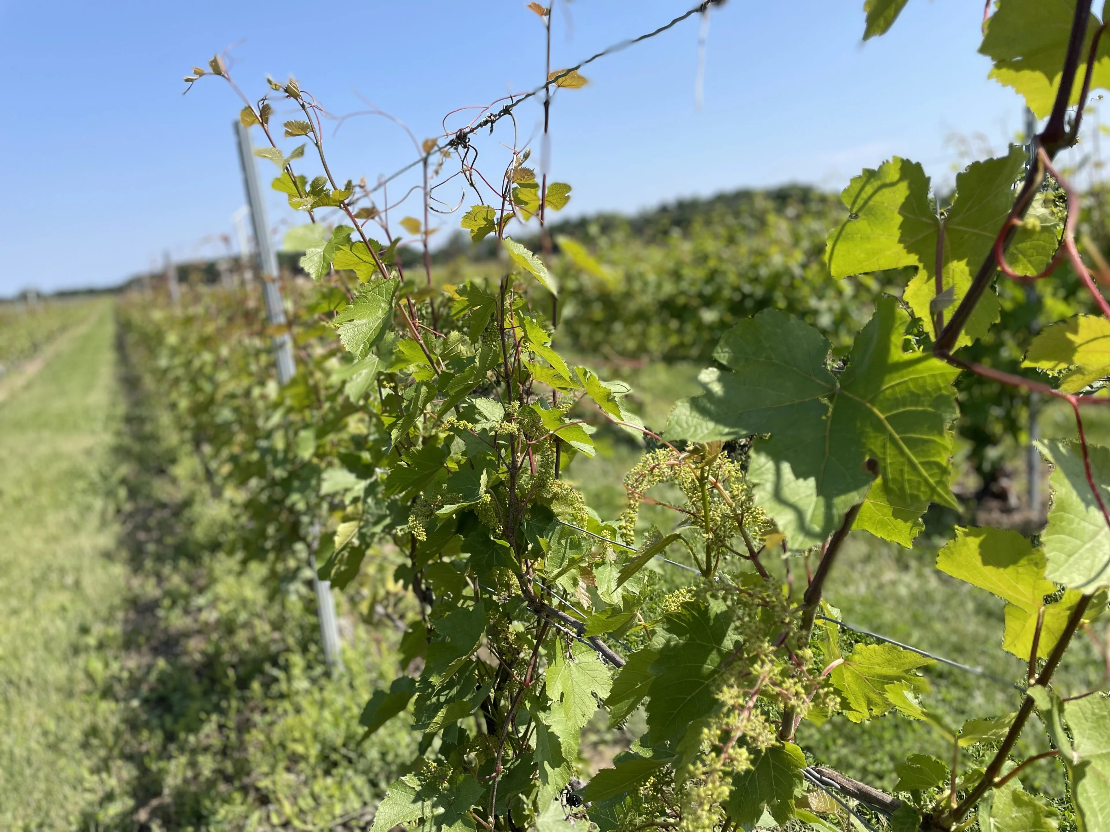 Les étés québécois, idéals pour la culture de la vigne?