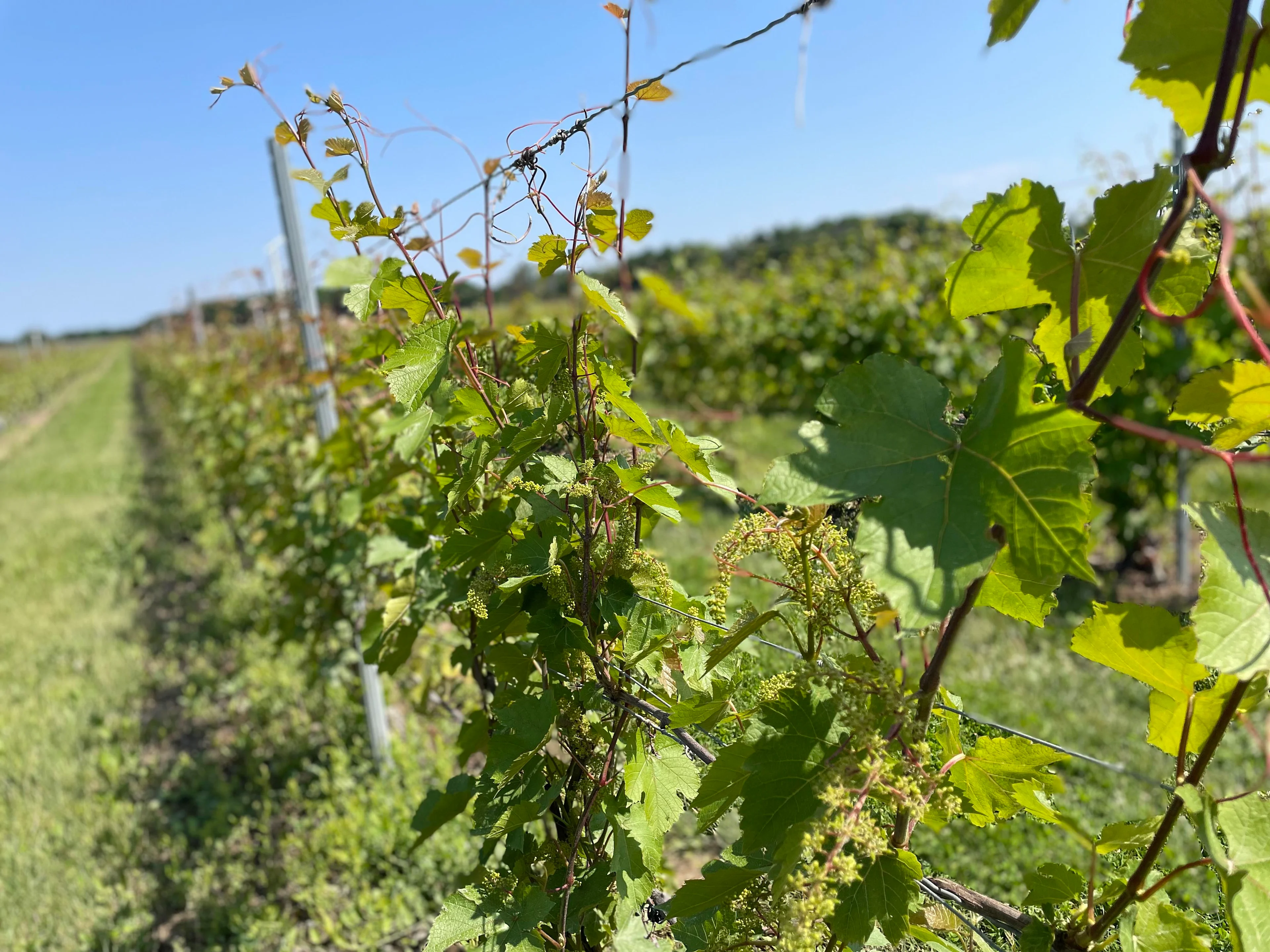 Les étés québécois, idéals pour la culture de la vigne?