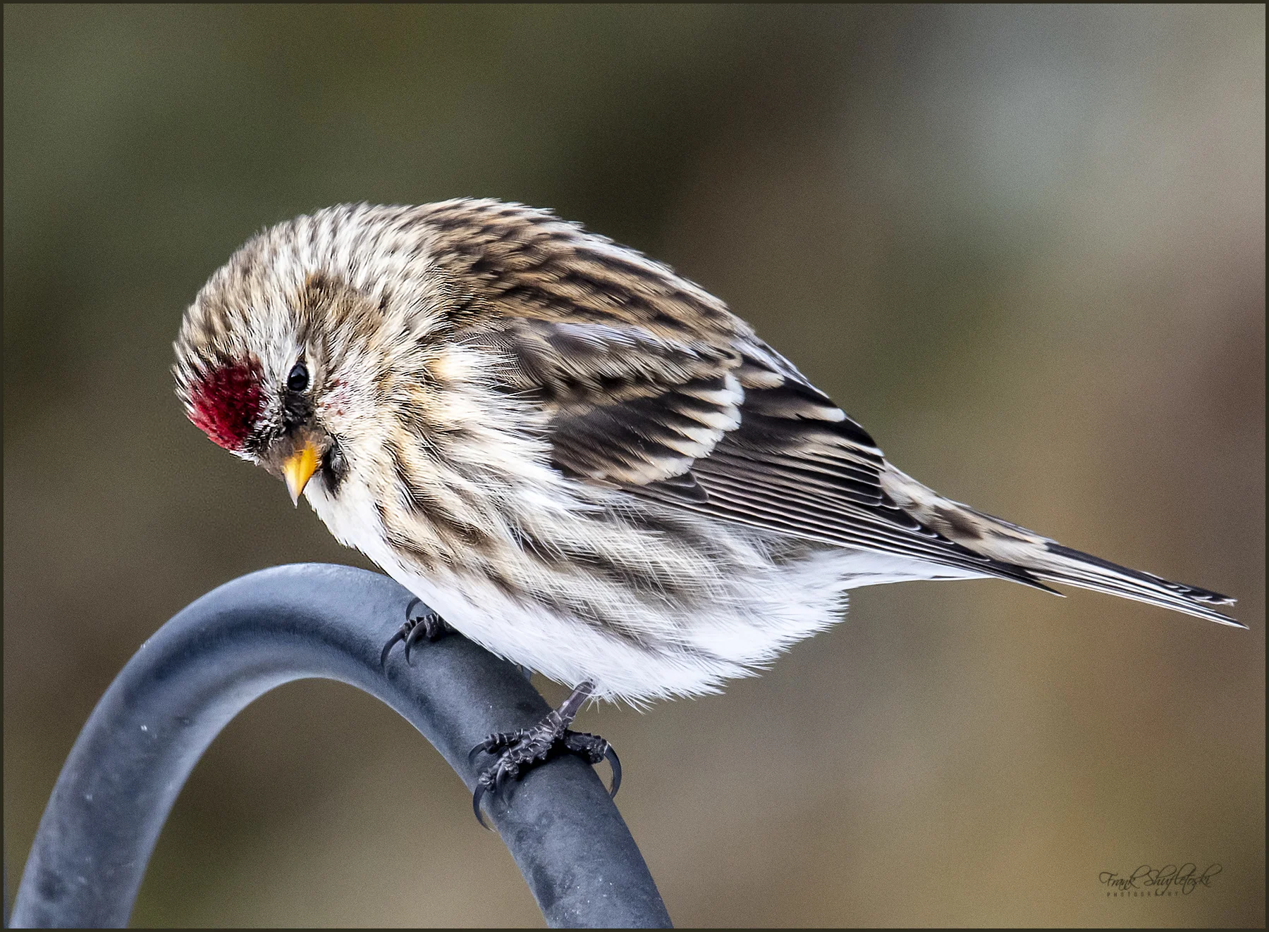 UGC redpoll bird Submitted by Frank S Gull Lake Alberta