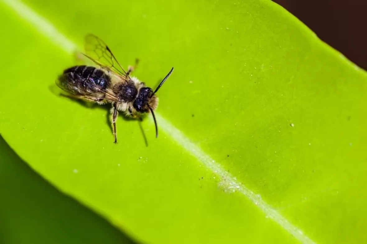 leaf-cutter-bee/Ontario Parks via CBC