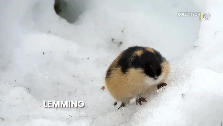 lemming
