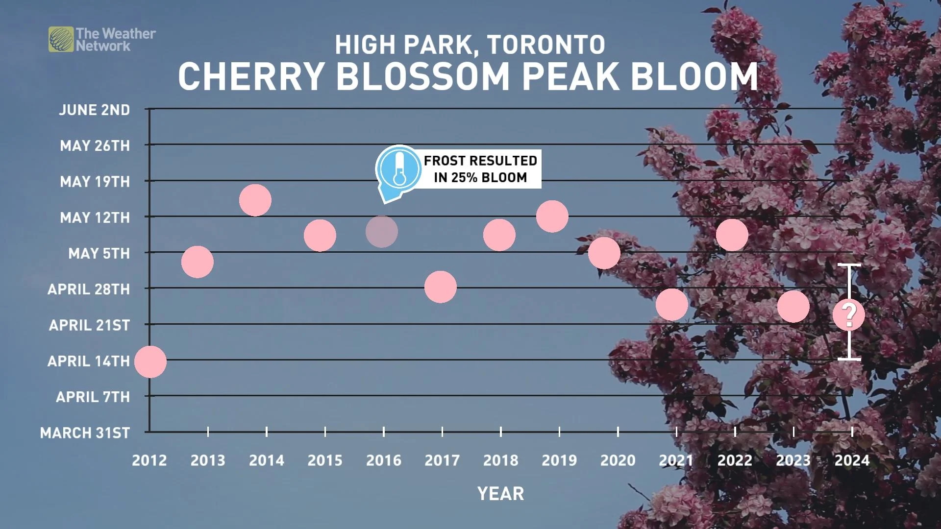 Cherry blossom peak bloom Toronto_April 20