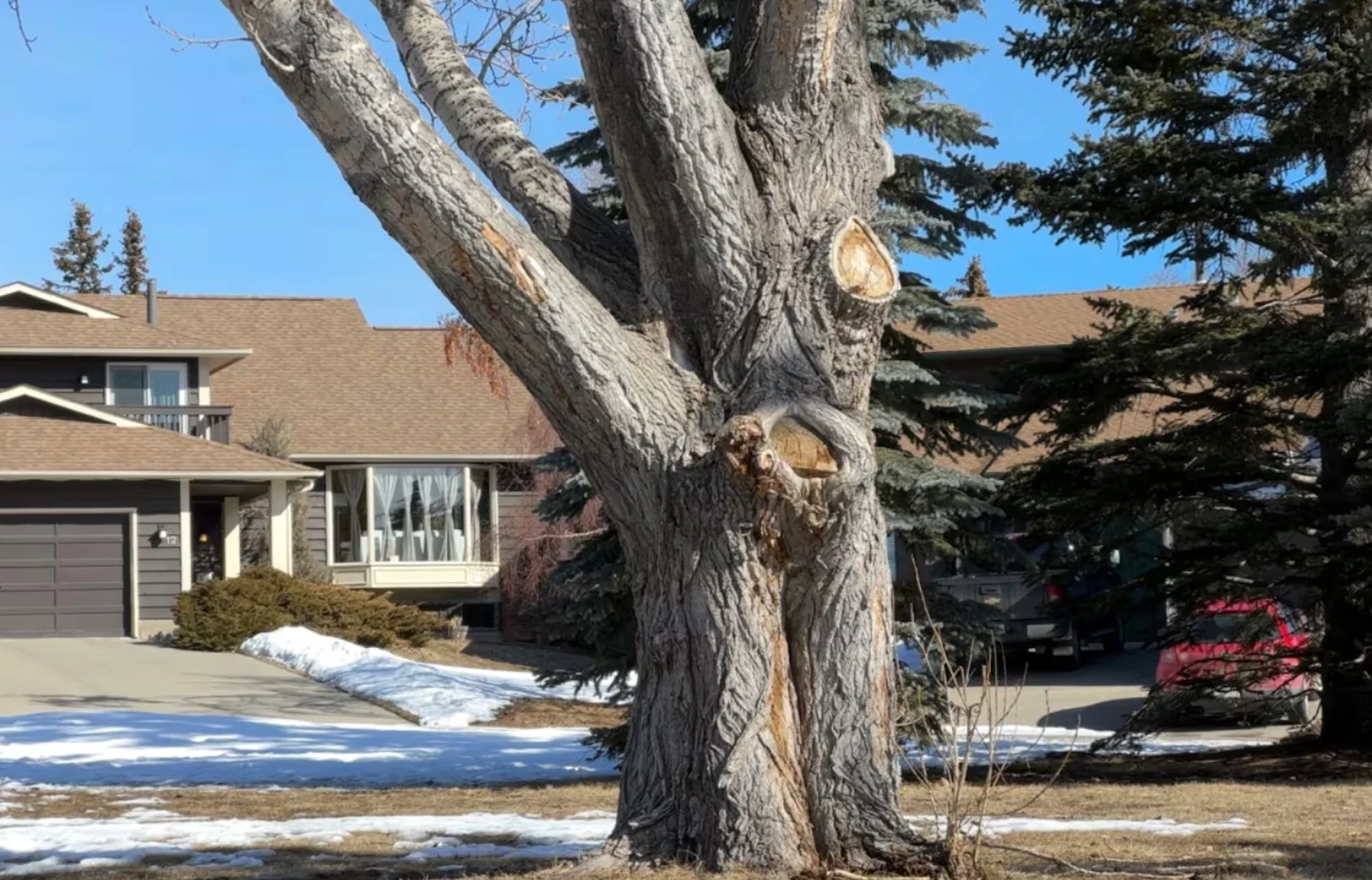 Calgary trees/Dan McGarvey/CBC