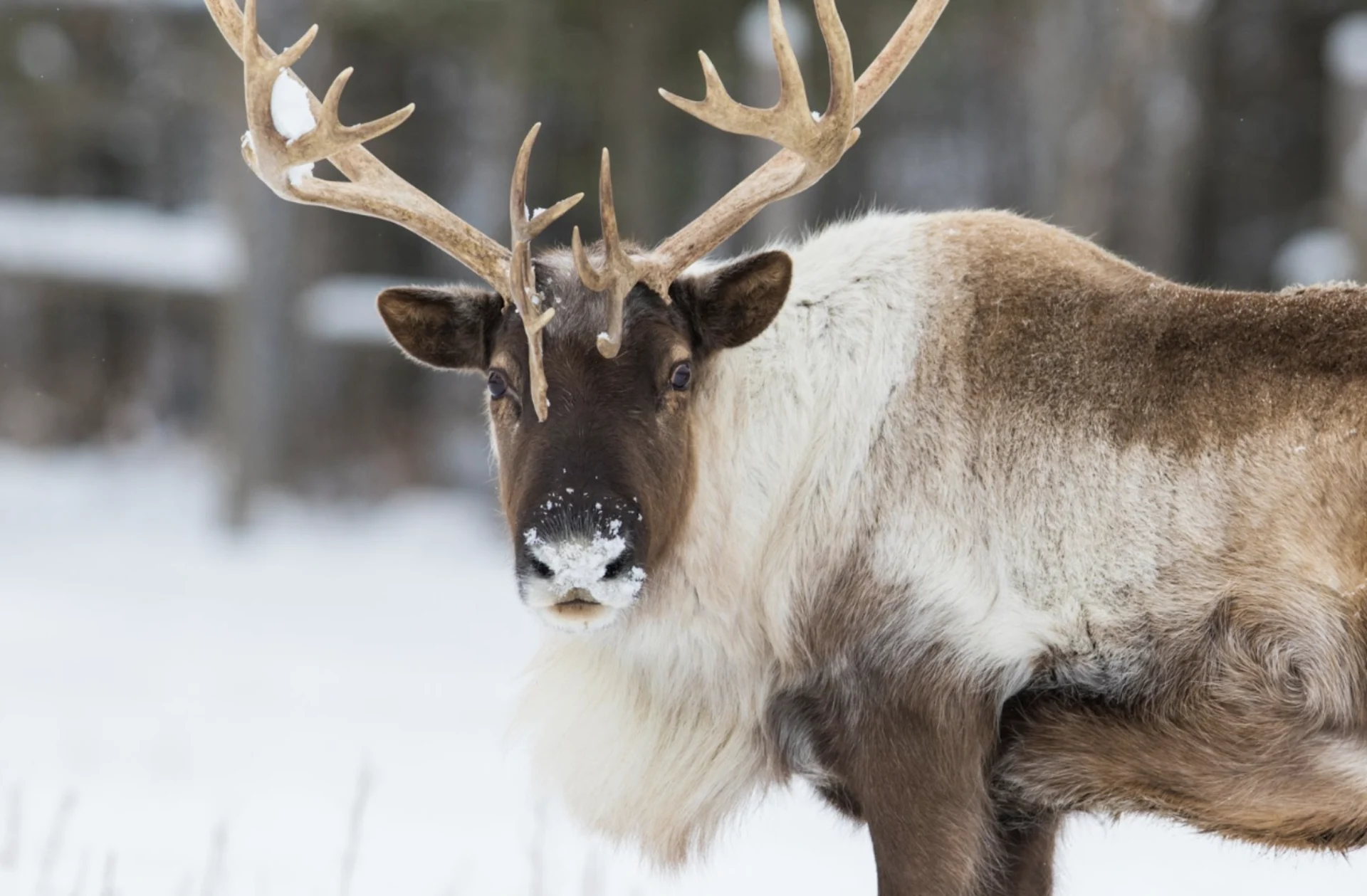 Getty Images/mirceax. Creative #:	1197728047: Boreal woodland caribou in winter (Rangifer tarandus caribou). Link:  https://www.gettyimages.ca/detail/photo/boreal-woodland-caribou-in-winter-royalty-free-image/1197728047?phrase=caribou&searchscope=image%2Cfilm&adppopup=true