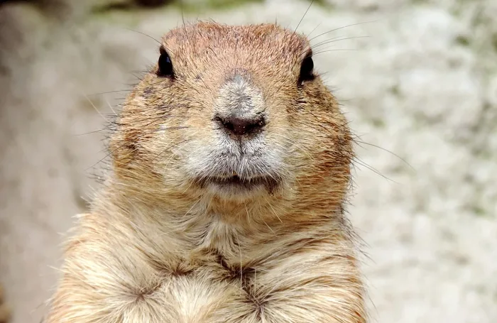 See them here: Groundhog Day 2021 results