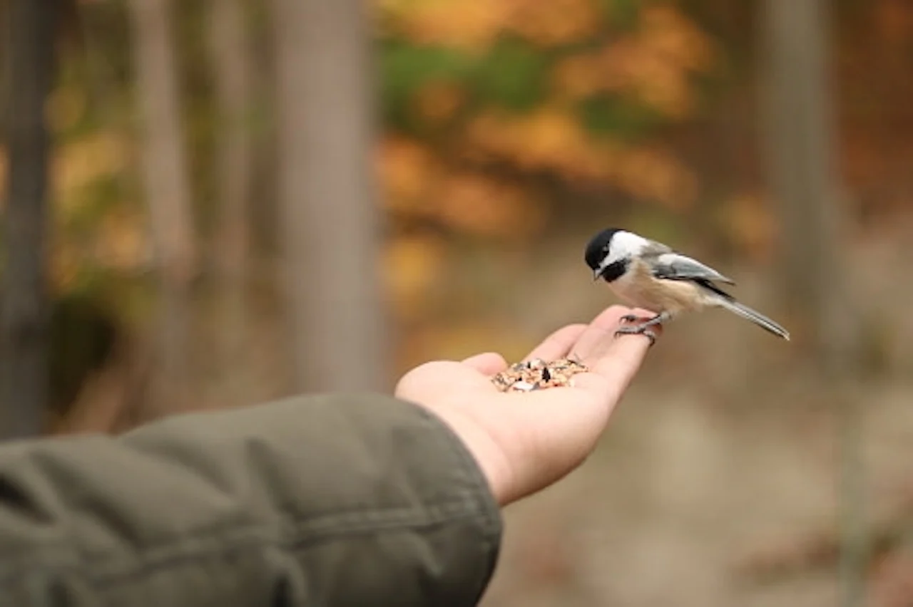 GETTY IMAGES/Emanuel Ayala FEEDING BIRD: https://www.gettyimages.ca/detail/photo/bird-eating-of-off-hand-royalty-free-image/1143593223?adppopup=true