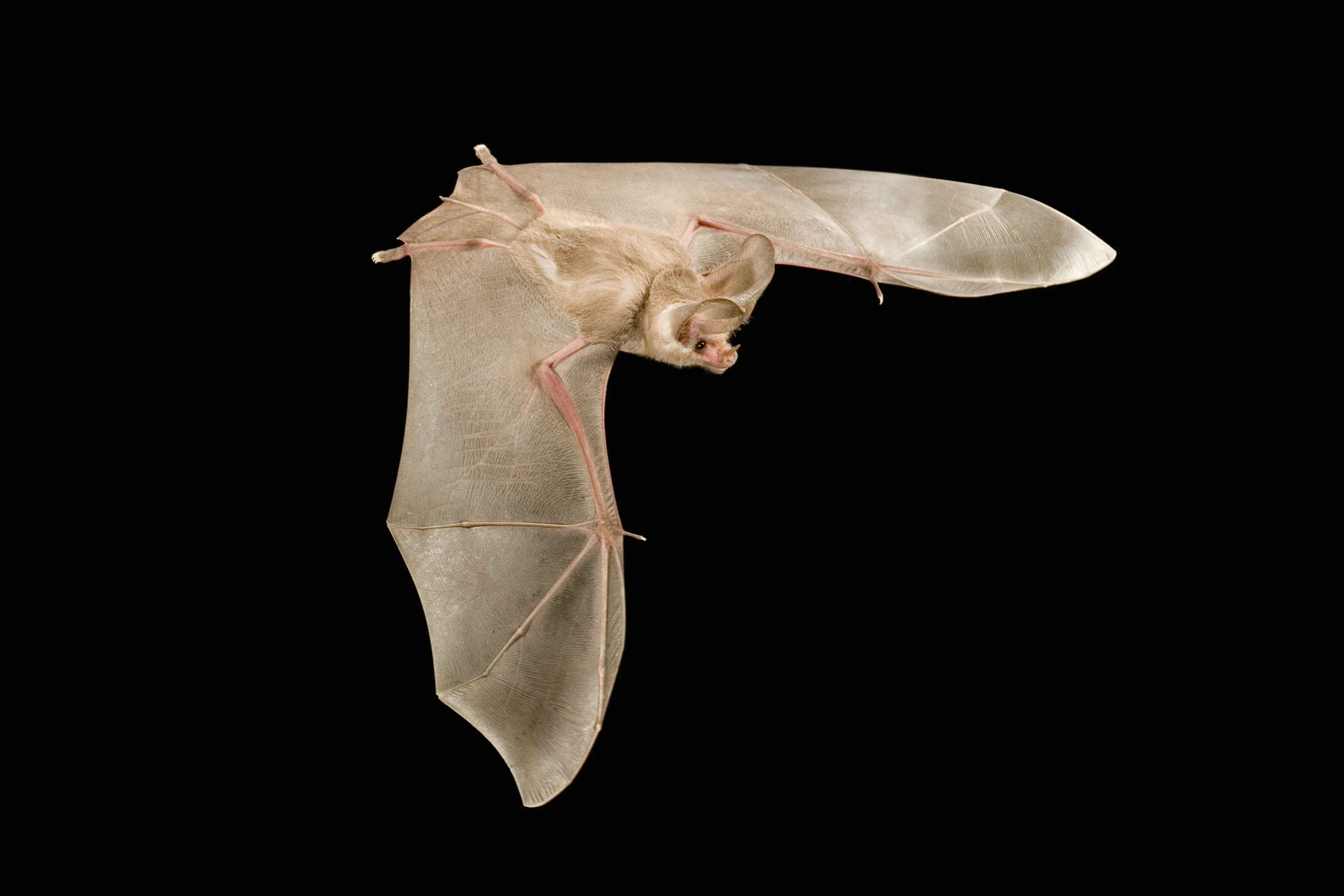 California leaf nosed-bat/ Michael Durham/Minden Pictures/Bat Conservation International