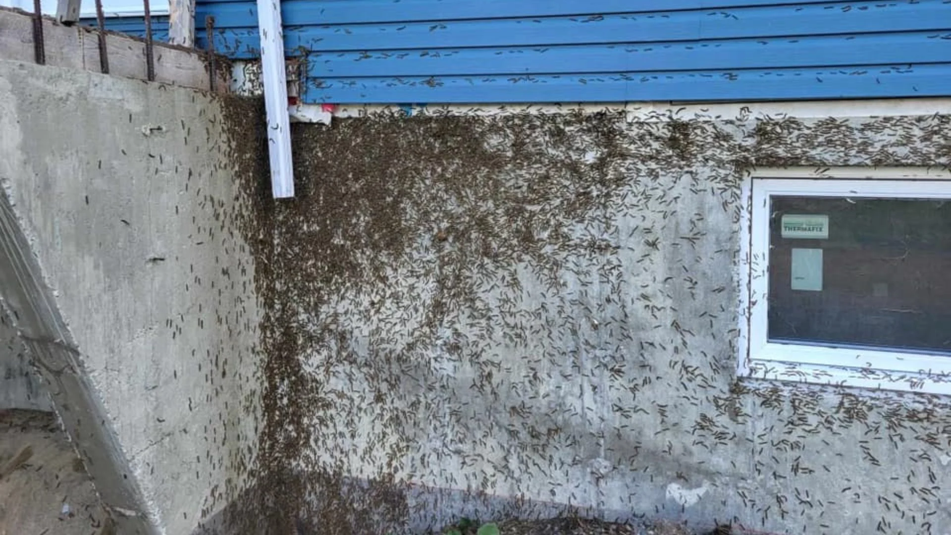 Invasion de milliers de bestioles dans cette région : du jamais vu.