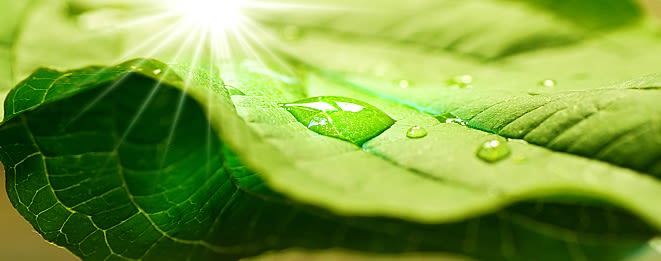 Defect found in plants could alter their role in climate change fight