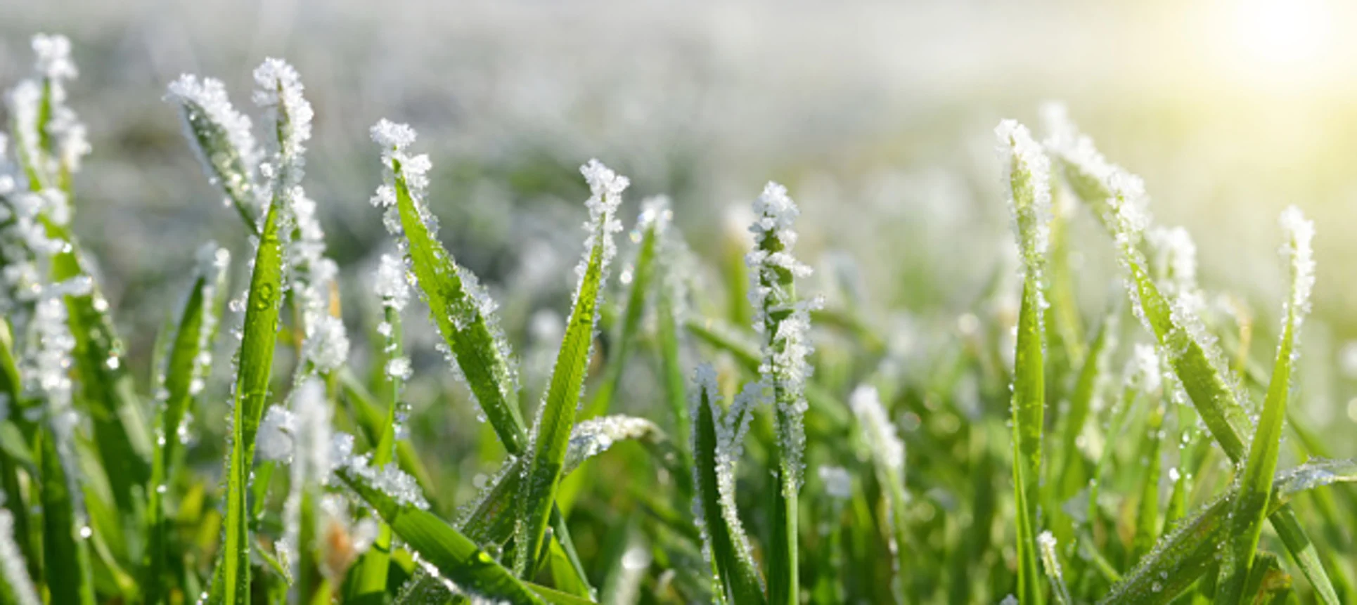 We hate to interrupt your summer, but frost is on the way for some of you