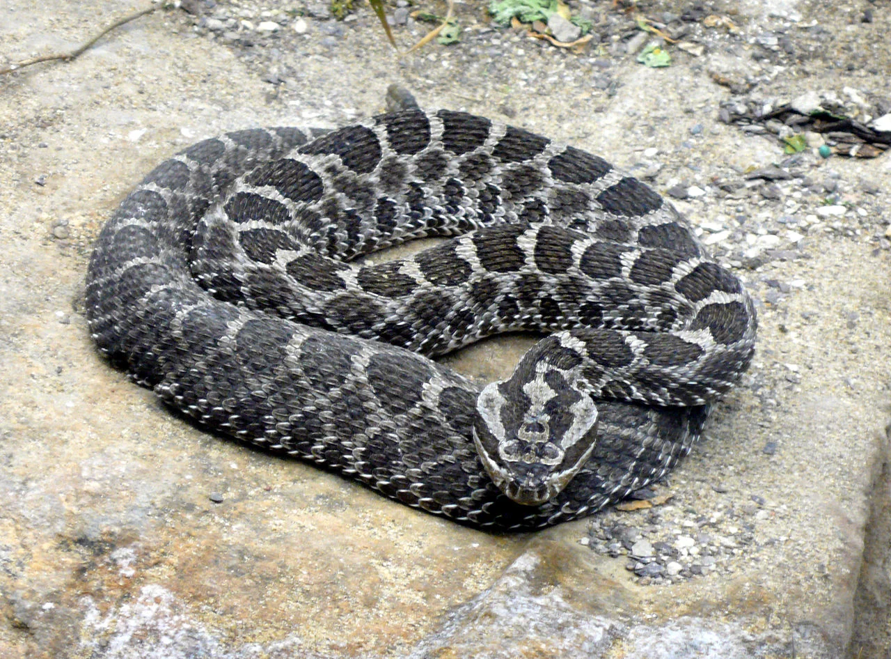 1280px-Massasauga rattlesnake