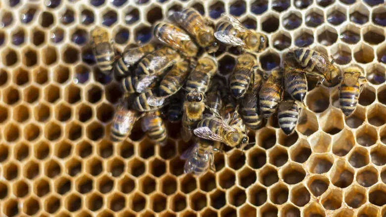 Manitoba apiaries work to recover from huge winter losses