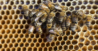 Manitoba apiaries work to recover from huge winter losses