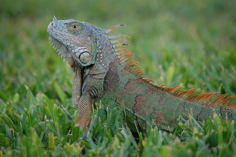 Florida lizards may be evolving to withstand the cold