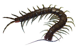 New (and large) amphibious centipede discovered