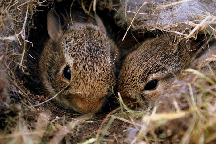 Found a bunny nest? Here's what to do 