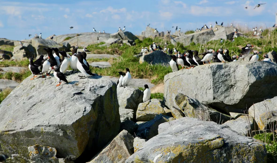 CBC: puffin-colony-machias-seal-island (Submitted by Heather Major)