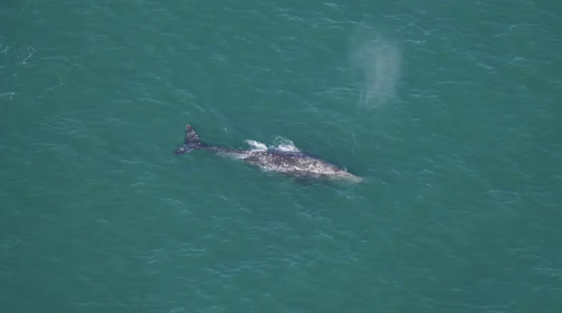 Grey whale spotted in Atlantic Ocean, despite being extinct there for