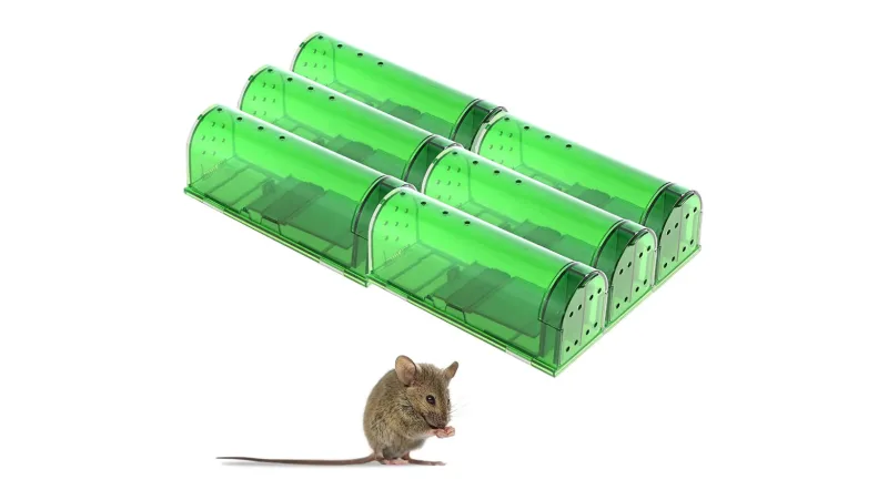 Amazon, humane mouse trap, CANVA, Fall Prime Day