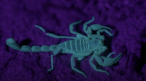 Venomous scorpions in Canada? Where you could run into them