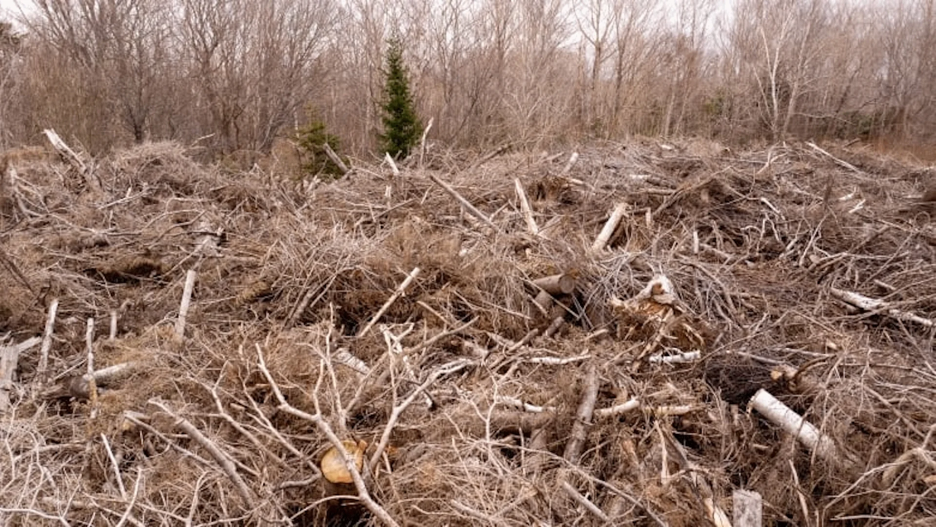 Wildfire risk from Fiona debris has lessened in P.E.I.'s forests, says official