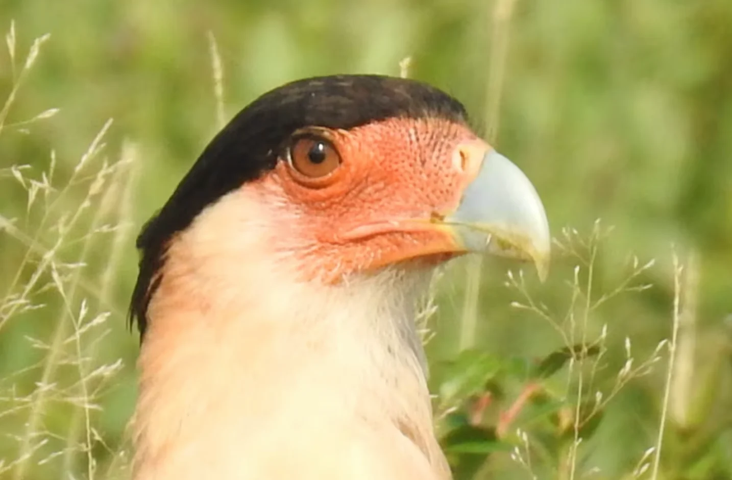 cbc: The crested caracara has a very distinctive look. (Cindy Esau via CBC News)