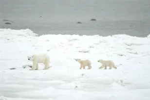 Cinq faits sur les ours polaires