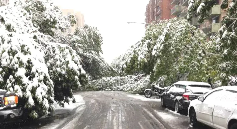 tree-covered-snow-road